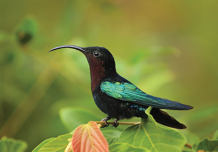 Dominica